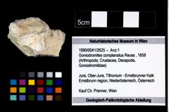 Foto (Objekt + Etikett) von Goniodromites complanatus (Reuss, 1858)  (NHMW-GEO-1990-0041-2625)